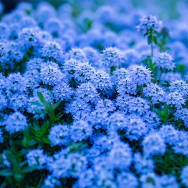 18000+ Creeping Thyme Seeds for Planting -Perennial Ground Cover Plants Flowers Non-GMO Heirloom (Purple) (Blue)