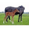 CALVENDO Puzzle Mother Love - Foal and Mother Mare 1000