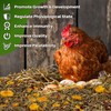 RAINFLOW Chicken Nesting Herbs - 10oz Natural Dried Herb Blend