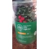 Winter wonder Lane - Holly berry Light 30 Count set