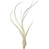 Tillandsia, Tillandsia butzii