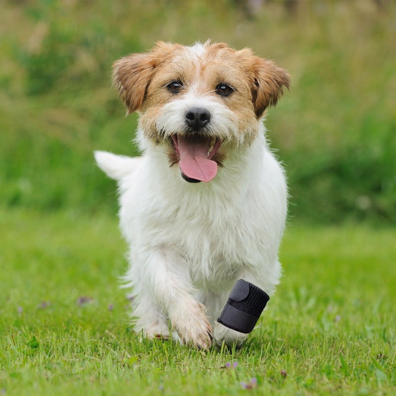 GenetGo Dog Canine Front Leg Brace Paw Compression Sleeve Joint