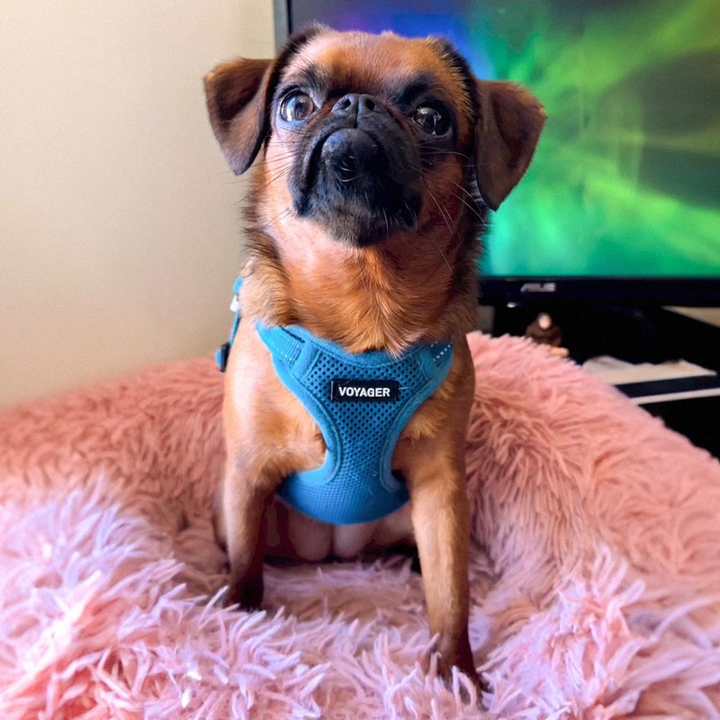 Voyager Adjustable Dog Harness with Reflective Stripes by Best Pet