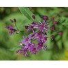 Fresh 100 Ironweed Medicinal Herb Seeds Purple Flower FREE SHIPPING