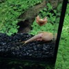 GreenWaterFarm Triops Red Longicaudatus Eggs for Hatching and Culture Suitable