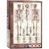 EuroGraphics The Skeletal System