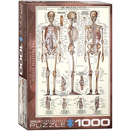EuroGraphics The Skeletal System