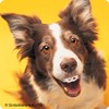 SmileMakers Dogs with Braces Dental Stickers - Prizes and Giveaways