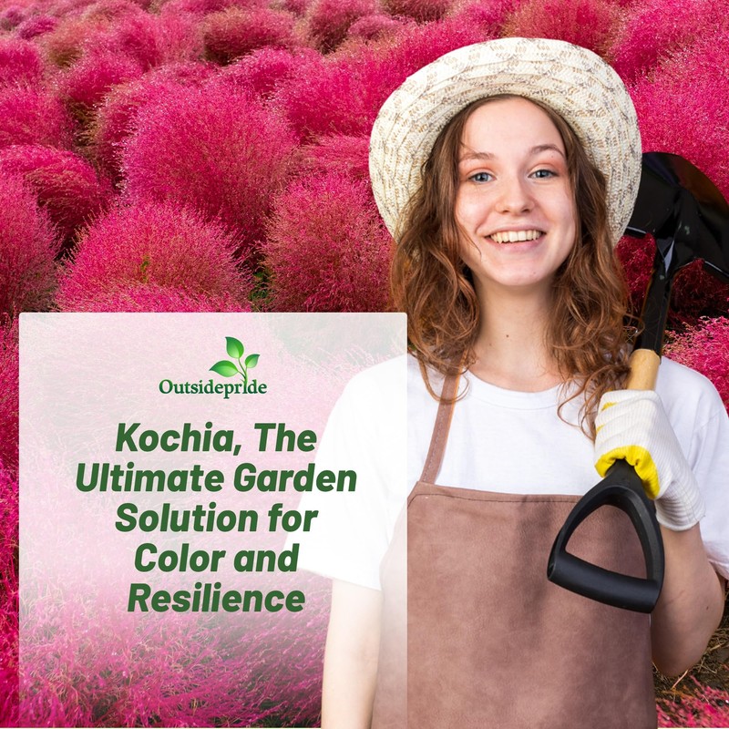 Outsidepride Kochia Trichophylla Burning Bush Seeds - 5000 Count (Vibrant