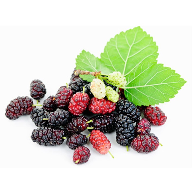 Organic Natural Raspberry Rubus Coreanus Fruit Extract Powder Herb 10.58