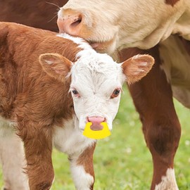 Balacoo 20 Pcs Calf Weaner Cow Nose, Thick Plastic Cattle Cow Weaning Tool, Calf Weaning Nose Ring for Farm Livestock Bovine Clip, Weaner Tool for Milking Stop (Yellow)