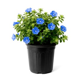 Blue Daze | 1 Large Gallon Size Plant | Evolvulus Glomerata | Ground Cover, Heat Tolerant, Drought Tolerant, Low Maintenance, Full Sun, Perennial Blooms, Garden Border, Summer Flowers, Easy Care