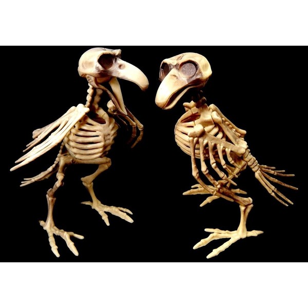 Bird Skeleton 7.5" Tall Prop w/ Movable Wings Head and Beak: SET of TWO (2) - Crow Skull Raven Raptor Parrot Pirate Costume Halloween Party Indoor Outdoor Decoration Toy