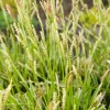My Store Carex marrowii 'Ice Dance' Variegated Sedge Shade Grass