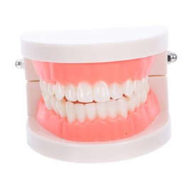 Alipis Dentals Model for Teaching Realistic Anatomic Flossing and Brushing Practice Typodont Standard Educational Tool for Kindergarten Oral Health Learning