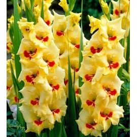 Golden Gladiolus Flower Bulbs - 10 Bulbs