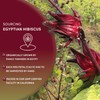 Worldwide Botanicals Organic Hibiscus Tea – 1 lb, Loose Leaf,