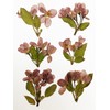 HANDI-KAFU Begonia Real Natural Dried Pressed Flowers for Resin Art