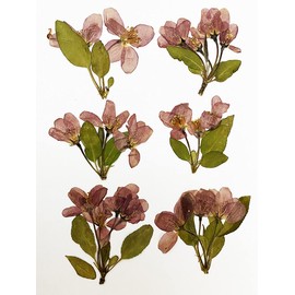 HANDI-KAFU Begonia Real Natural Dried Pressed Flowers for Resin Art Craft DIY Pack of 6