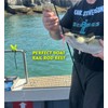 searigs - Sea Fishing Plastic Yellow Rod Rest For Pier