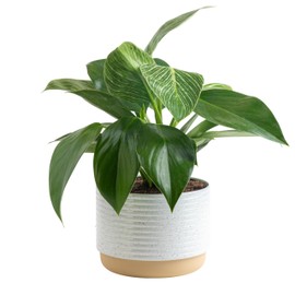 Costa Farms Costa Farms Live Indoor Philodendron Birkin Plant, Live Houseplant in Decor Plant Pot, Trending Tropicals Collection, Great Mother's Day Gift, Tropical Dcor, 12-Inches Tall