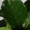 Fiddle Leaf Fig Tree Plant Food - Fertilizer Granules Feed