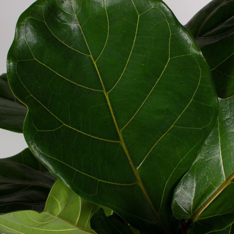 Fiddle Leaf Fig Tree Plant Food - Fertilizer Granules Feed