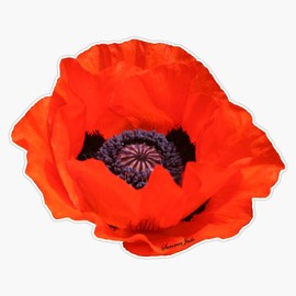 HOF Trading in Flanders Fields The Poppies Blow Vinyl Sticker Waterproof Decal Laptop Wall Window Bumper Sticker 5"