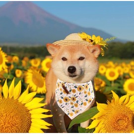 Elegant little tail Dog Bandanas - 1Pack Sunflower Print Washable Dog Scarf Female Square Dog Bib Kerchief Scarf Adjustable Pet Bandana for Small Medium Dogs