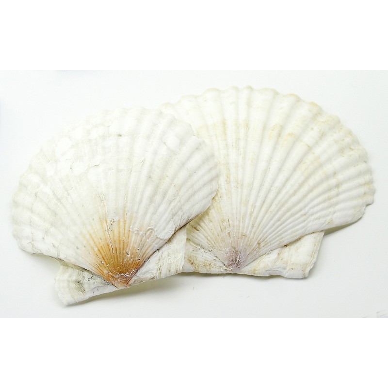 Nihon Rikagaku Dustless Chalk