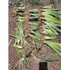 Bearded Iris 15 Bearded Iris Rhizomes – Easy to Grow,
