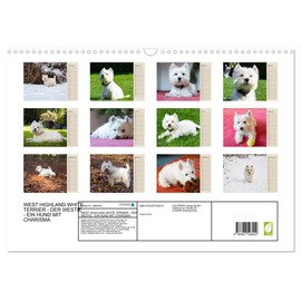 WEST HIGHLAND WHITE TERRIER - DER WESTIE - EIN HUND MIT CHARISMA (Wandkalender 2026 DIN A3 quer), CALVENDO Monatskalender