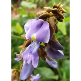 Buy Rare Seeds Pachyrhizus erosus | Jicama | Mexican Yam & Potato & Turnip | Yambean | 5_Seeds