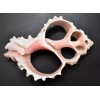 One (1) Center Cut Pink Murex (3-4") Shells Seashells Beach