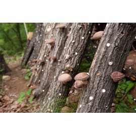 Korean 100% Natural Dried Sliced Shiitake Mushroom 200g / 7.05oz Grown from Oak Logs - Origin Korea 표고버섯