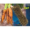 MAAJ Vegetable Brush Hard Mini Hard Union Bristles + Wood