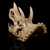 VOANZO Resin Triceratops Skull Model Replica, Dinosaur Tooth Skull Fossil,