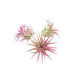 Fuchsia Colorful Tillandsia Air Plants - Long Lasting Color Enhanced Live Tillandsia Succulent House Plants - Home and Garden Decor - Easy Care Indoor/Outdoor Plants (Ionantha Rubra, Pack of 3)