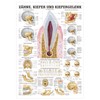 Teeth and Jaw Joint Mini Poster Anatomy 34x24 cm Medical