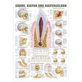 Teeth and Jaw Joint Mini Poster Anatomy 34x24 cm Medical Teaching Medium