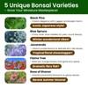 Bonsai Tree Kit for Beginners - 5 Unique Japanese Bonsai