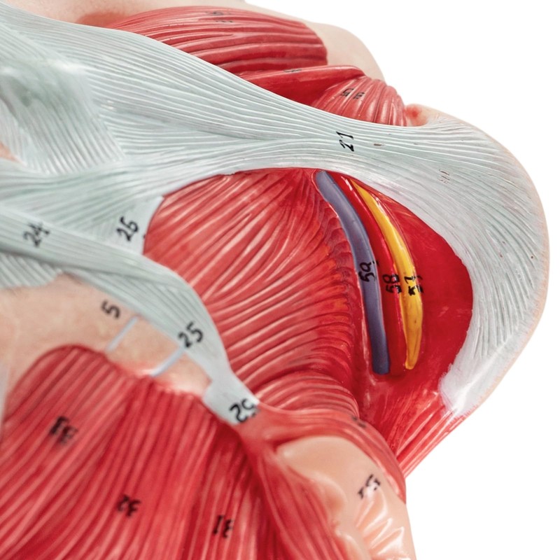 Merinden Life-Size Female Pelvis & Pelvic Floor Muscles Model