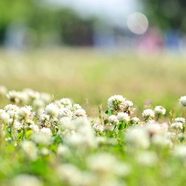 White Berseem Clover Seeds - 25 Lb ~19,400,000 Seeds - Trifolium alexandrinum - Non-GMO Cover Crop Seeds - Annual, Open-Pollinated, Heirloom Clover Seeds for Vegetable Garden Cover Crops