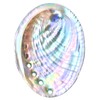 1 Piece Striped Abalone Shell, Abalone Shell Bowl 4-4.5 inches,