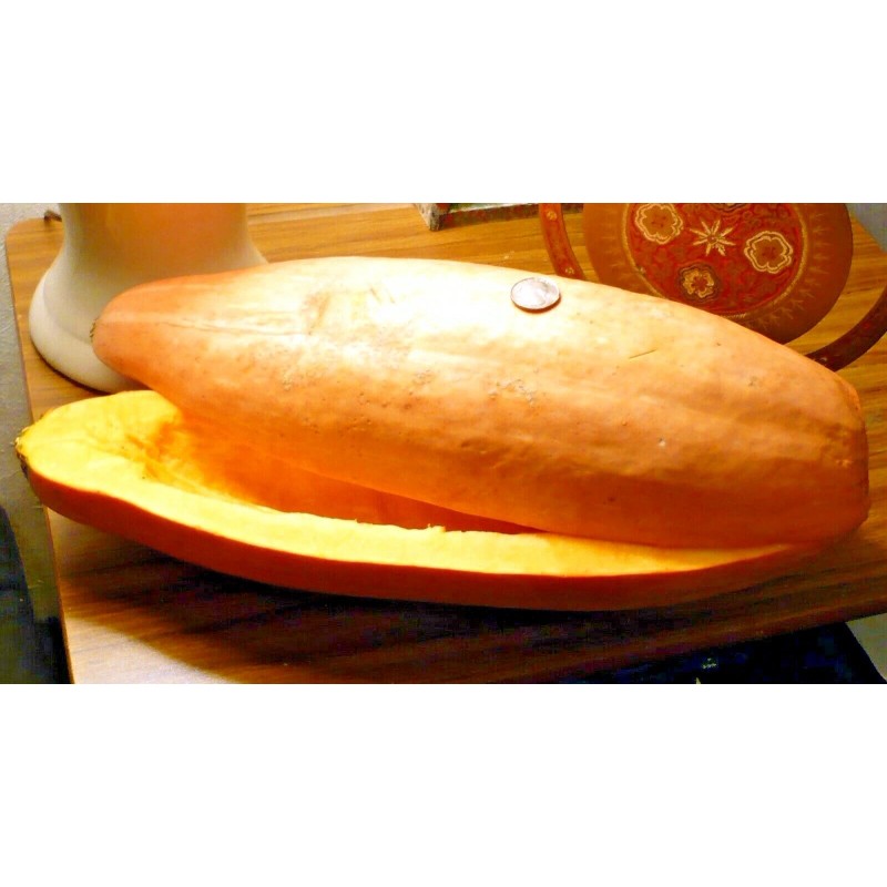 FRONTIER SEED CO USA FANTASTIC FLAVOR Pink Banana Winter Squash