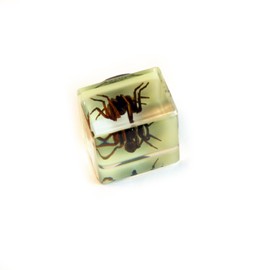 REALBUG Real Spider in an Acrylic Glow in The Dark Cube with Magnet