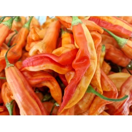 Sugar Rush Peach Stripey Chilli Seeds - Sugar Rush Peach Pepper Seeds