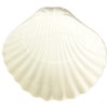 Abbott Collection Shell Soap Dish, White