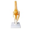 EVOTECH SCIENTIFIC Human Functional Knee Joint Model with Ligament Life