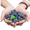 Rikyo 50 Blueberries Artificial Fruits, Realistic Lifelike Blue Foam Fruits,